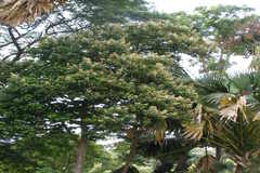 Berrya cordifolia